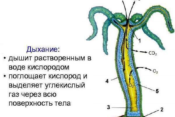 Вывести деньги с кракена